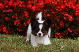 EPAGNEUL PAPILLON 001